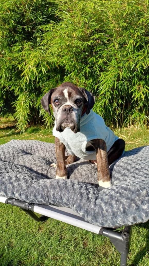 Elpida13 Jahre, senior Mixed Breed for adoption at Lucky Dog Hostel, Osterholz Scharmbeck