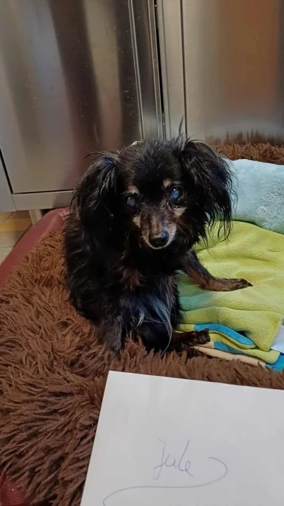 Motte19 Jahre, female senior Mixed Breed for adoption at Lucky Dog Hostel, Osterholz Scharmbeck