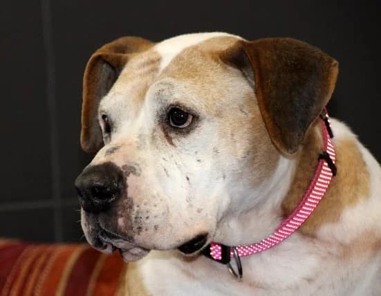 Lisa12 Jahre, female senior Mixed Breed for adoption at Lucky Dog Hostel, Osterholz Scharmbeck