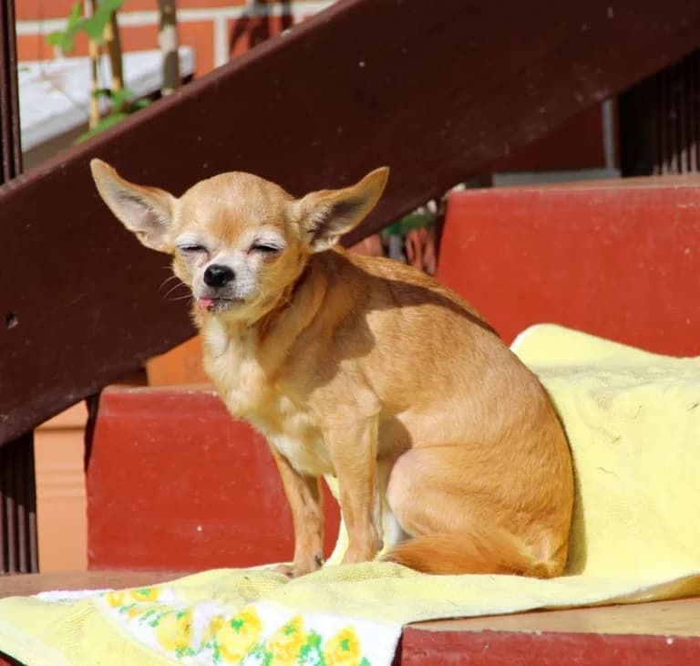 Emely 14 Jahre, female senior Mixed Breed for adoption at Lucky Dog Hostel, Osterholz Scharmbeck