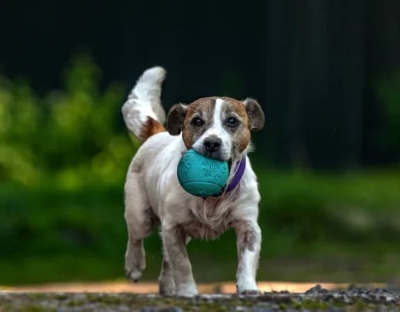Filou18 Jahre, senior Mixed Breed for adoption at Lucky Dog Hostel, Osterholz Scharmbeck