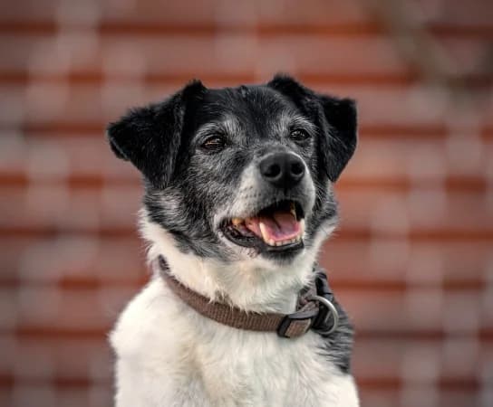 Zipfel17 Jahre, senior Mixed Breed for adoption at Lucky Dog Hostel, Osterholz Scharmbeck
