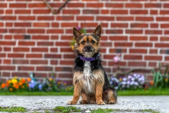 Fuzzy13 Jahre, 7yo Mixed Breed for adoption at Lucky Dog Hostel, Osterholz Scharmbeck