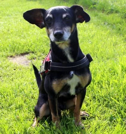 Jack16 Jahre, senior Mixed Breed for adoption at Lucky Dog Hostel, Osterholz Scharmbeck