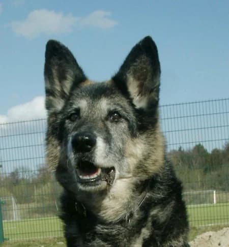 Roxy vom Rockland, senior Mixed Breed for adoption at Lucky Dog Hostel, Osterholz Scharmbeck