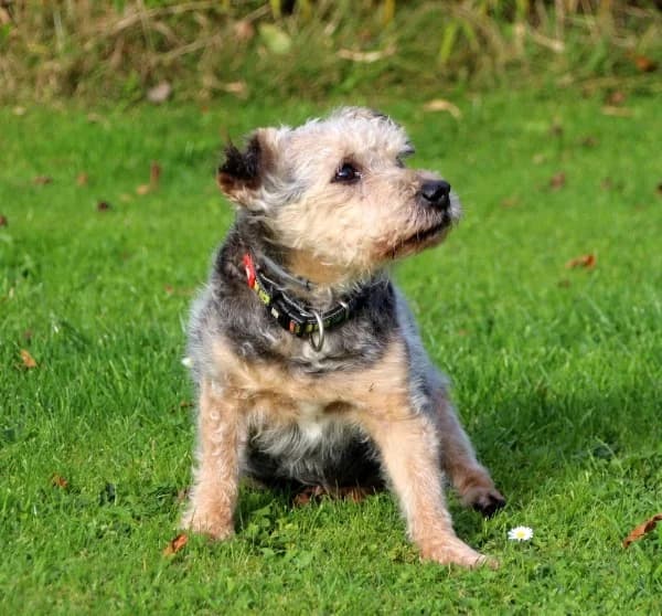 Lumpi, senior Mixed Breed for adoption at Lucky Dog Hostel, Osterholz Scharmbeck