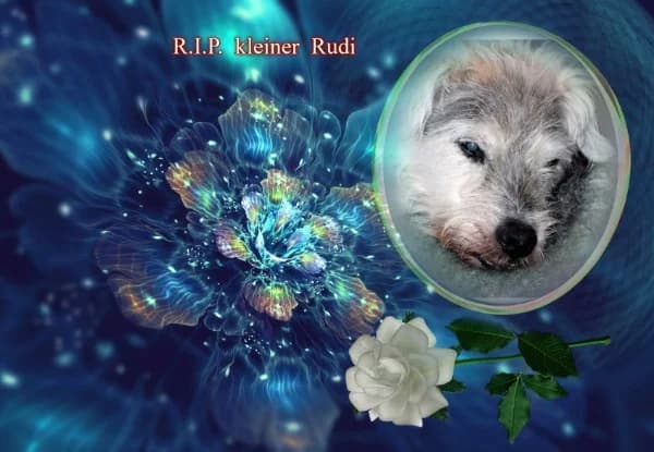 Rudi, senior Mixed Breed for adoption at Lucky Dog Hostel, Osterholz Scharmbeck