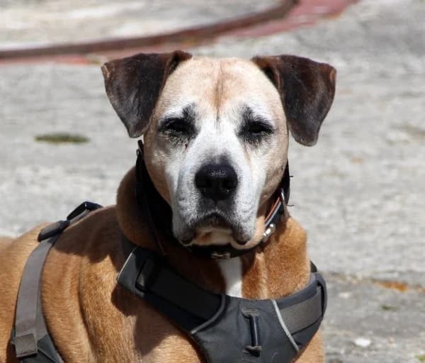 Daddy Cool, senior Mixed Breed for adoption at Lucky Dog Hostel, Osterholz Scharmbeck