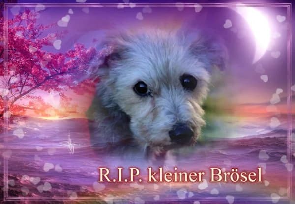 Brösel, senior Mixed Breed for adoption at Lucky Dog Hostel, Osterholz Scharmbeck