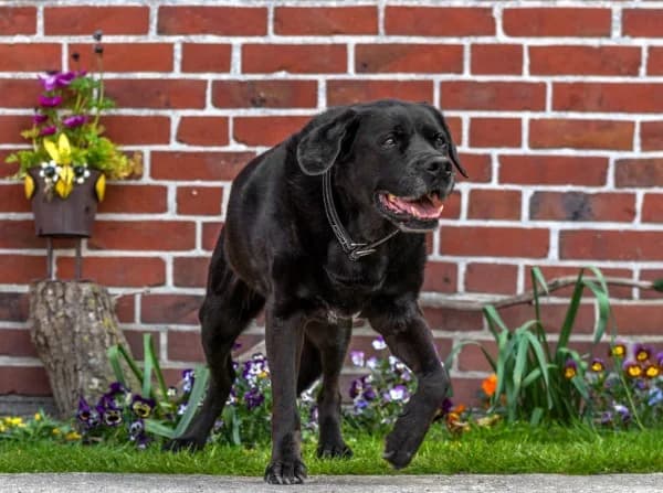 Luna, senior Mixed Breed for adoption at Lucky Dog Hostel, Osterholz Scharmbeck