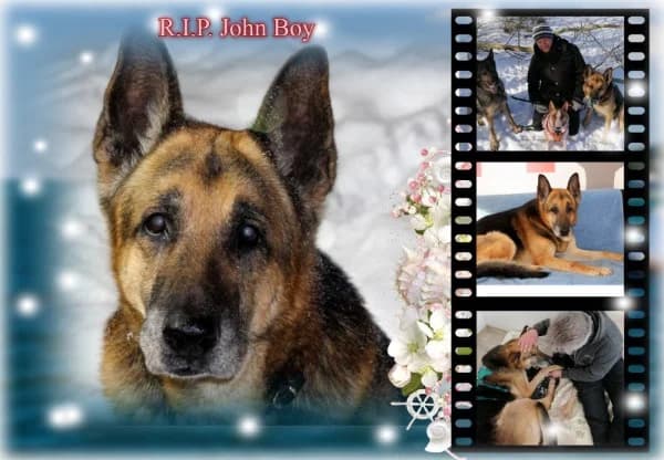 John-Boy, senior Mixed Breed for adoption at Lucky Dog Hostel, Osterholz Scharmbeck