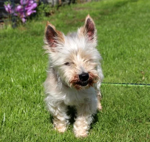 Mecky, senior Mixed Breed for adoption at Lucky Dog Hostel, Osterholz Scharmbeck