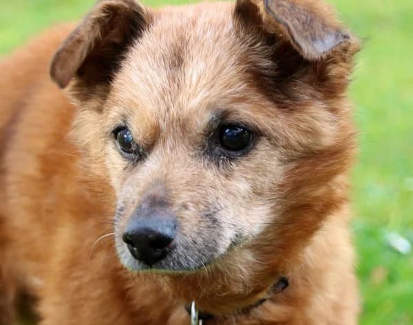Krümel, senior Mixed Breed for adoption at Lucky Dog Hostel, Osterholz Scharmbeck