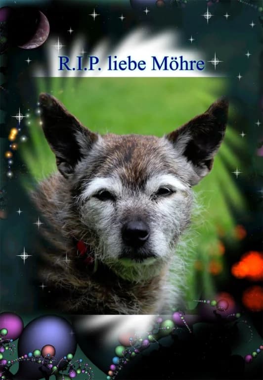 Möhre, senior Mixed Breed for adoption at Lucky Dog Hostel, Osterholz Scharmbeck