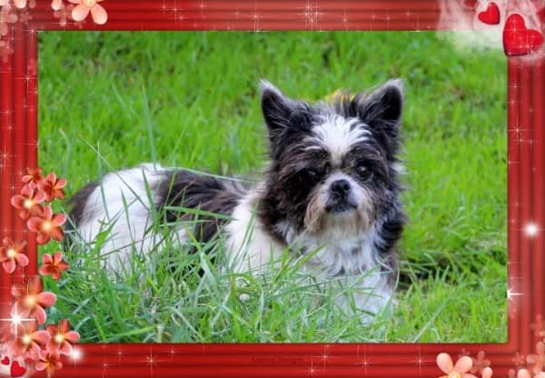 Nicki, senior Mixed Breed for adoption at Lucky Dog Hostel, Osterholz Scharmbeck