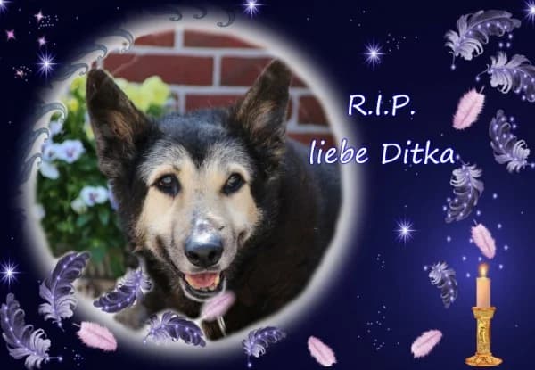 Didi, senior Mixed Breed for adoption at Lucky Dog Hostel, Osterholz Scharmbeck