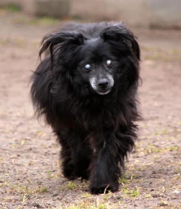 Blacky, senior Mixed Breed for adoption at Lucky Dog Hostel, Osterholz Scharmbeck