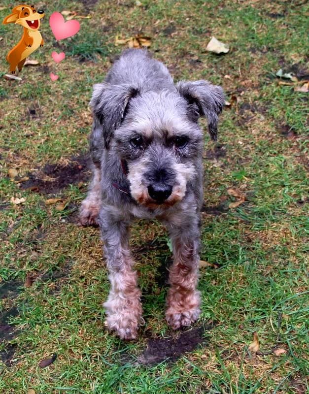 Bibi, senior Mixed Breed for adoption at Lucky Dog Hostel, Osterholz Scharmbeck