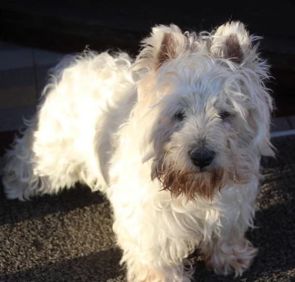 Shila, senior Mixed Breed for adoption at Lucky Dog Hostel, Osterholz Scharmbeck