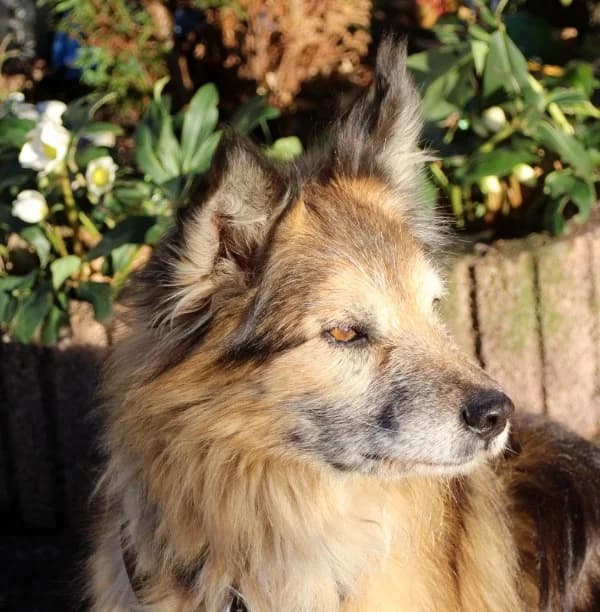 Chico, young Mixed Breed for adoption at Lucky Dog Hostel, Osterholz Scharmbeck