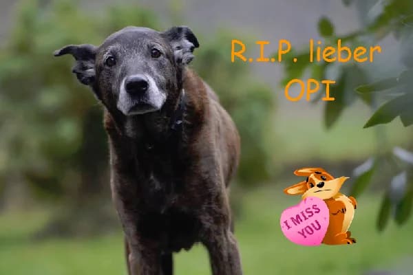Opi, senior Mixed Breed for adoption at Lucky Dog Hostel, Osterholz Scharmbeck