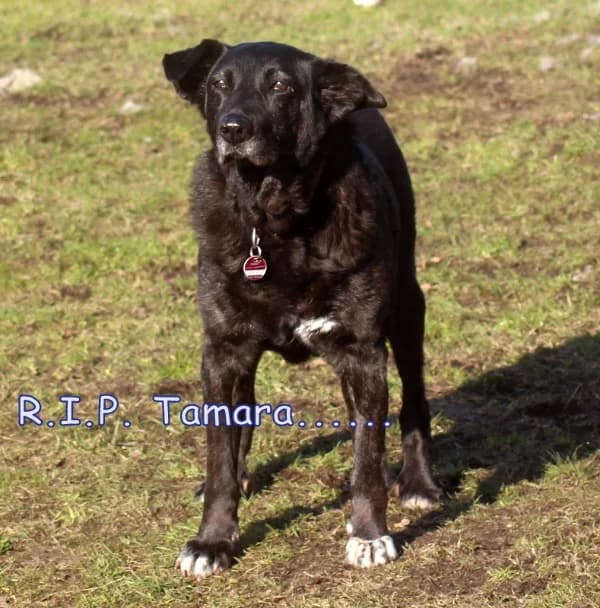 Tamara, 3yo Mixed Breed for adoption at Lucky Dog Hostel, Osterholz Scharmbeck
