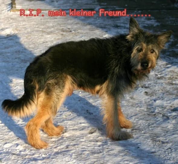 Jimmy, senior Mixed Breed for adoption at Lucky Dog Hostel, Osterholz Scharmbeck