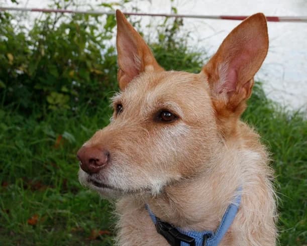 Findus…+ 16.12.2010, Mixed Breed for adoption at Luftbrücke für Hunde e.V., Krefeld