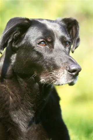 Biene + 01.03.2011, Mixed Breed for adoption at Luftbrücke für Hunde e.V., Krefeld