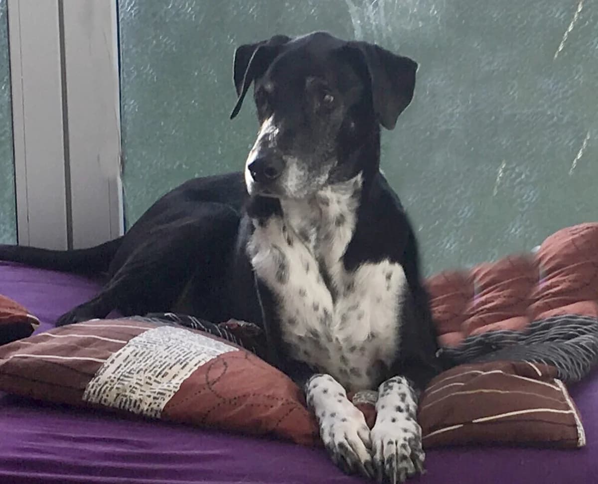 Tom + 07.12.2015, Mixed Breed for adoption at Luftbrücke für Hunde e.V., Krefeld
