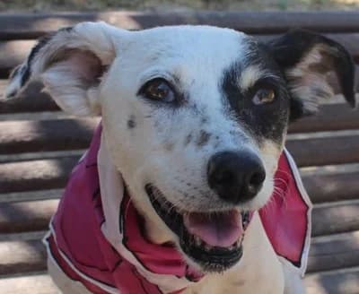 Margarita, Mixed Breed for adoption at Luftbrücke für Hunde e.V., Krefeld