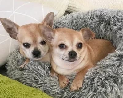 Dana + Yara, Mixed Breed for adoption at Luftbrücke für Hunde e.V., Krefeld