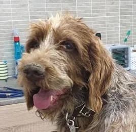 Roy ist ein Glückspilz, Mixed Breed for adoption at Luftbrücke für Hunde e.V., Krefeld