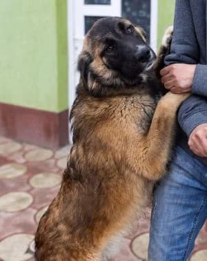 Loki, male young Mixed Breed for adoption at Luftbrücke für Hunde e.V., Krefeld