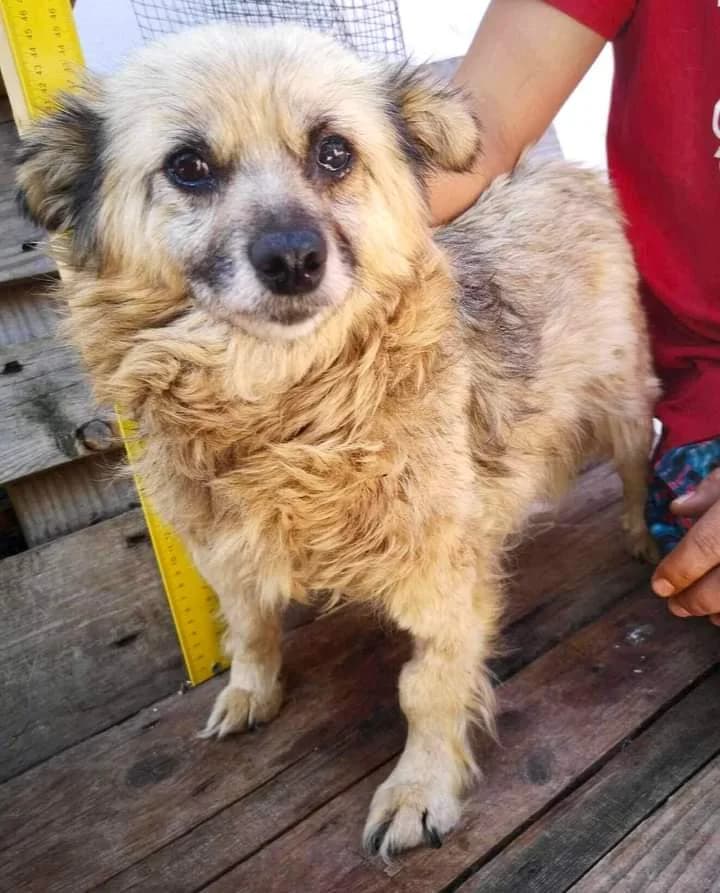 Nele, Mixed Breed for adoption at Luftbrücke für Hunde e.V., Krefeld