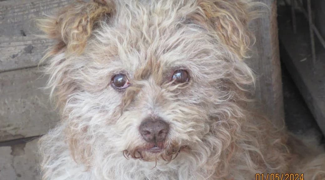 Mona, Mixed Breed for adoption at Luftbrücke für Hunde e.V., Krefeld