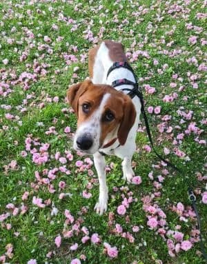 Jerry, male young Mixed Breed for adoption at Luftbrücke für Hunde e.V., Krefeld