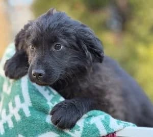 Frieda, female puppy Mixed Breed for adoption at Luftbrücke für Hunde e.V., Krefeld