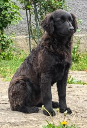 Frieda, female Mixed Breed for adoption at Luftbrücke für Hunde e.V., Krefeld