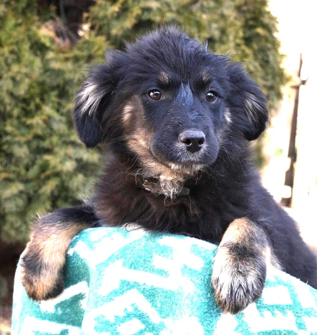Mia, female puppy Mixed Breed for adoption at Luftbrücke für Hunde e.V., Krefeld