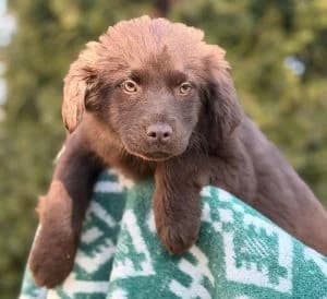 Luna, female puppy Mixed Breed for adoption at Luftbrücke für Hunde e.V., Krefeld