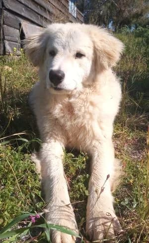 Tom, male Mixed Breed for adoption at Luftbrücke für Hunde e.V., Krefeld