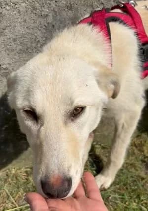 Gipsy, female young Mixed Breed for adoption at Luftbrücke für Hunde e.V., Krefeld
