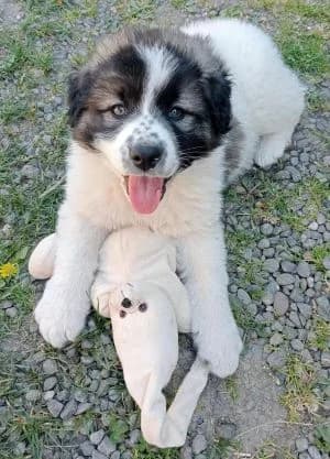 Knödel, male puppy Mixed Breed for adoption at Luftbrücke für Hunde e.V., Krefeld
