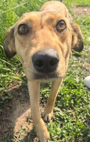 Ava, female young Mixed Breed for adoption at Luftbrücke für Hunde e.V., Krefeld