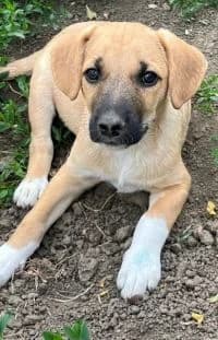 John, male puppy Mixed Breed for adoption at Luftbrücke für Hunde e.V., Krefeld