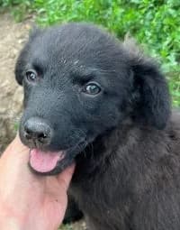 Jack, male puppy Mixed Breed for adoption at Luftbrücke für Hunde e.V., Krefeld