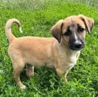Roy, male puppy Mixed Breed for adoption at Luftbrücke für Hunde e.V., Krefeld