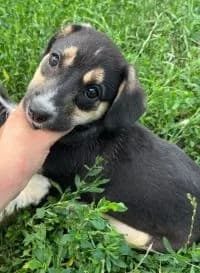 Ida, female puppy Mixed Breed for adoption at Luftbrücke für Hunde e.V., Krefeld