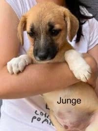 Aron, male puppy Mixed Breed for adoption at Luftbrücke für Hunde e.V., Krefeld